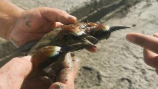 Çamura saplanmış üç arı kuşu böyle kurtarıldı