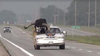 Ön koltukta seyahat eden devasa boynuzlu boğa polise yakalandı