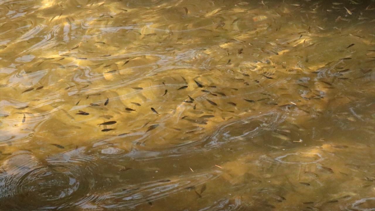 Gelecek yıl da 5 milyon üretim hedefi