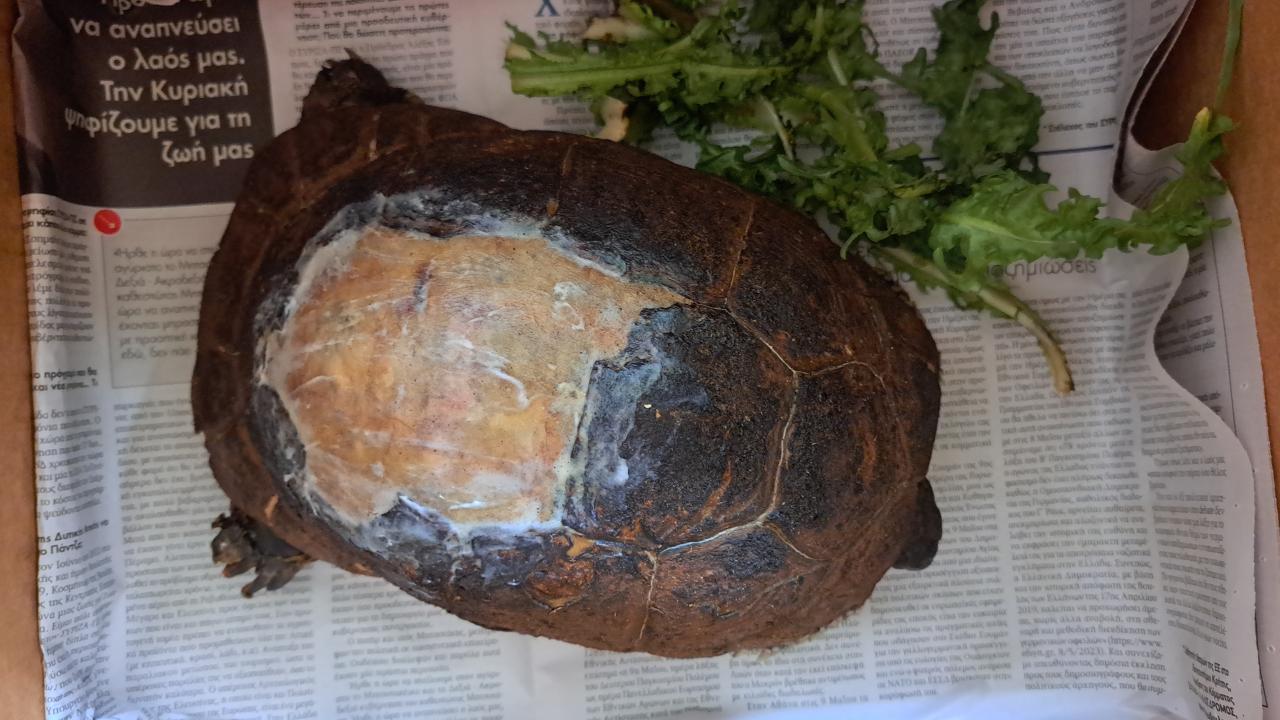 Küçük canlıların yangından kaçıp kurtulma şansı olmadı