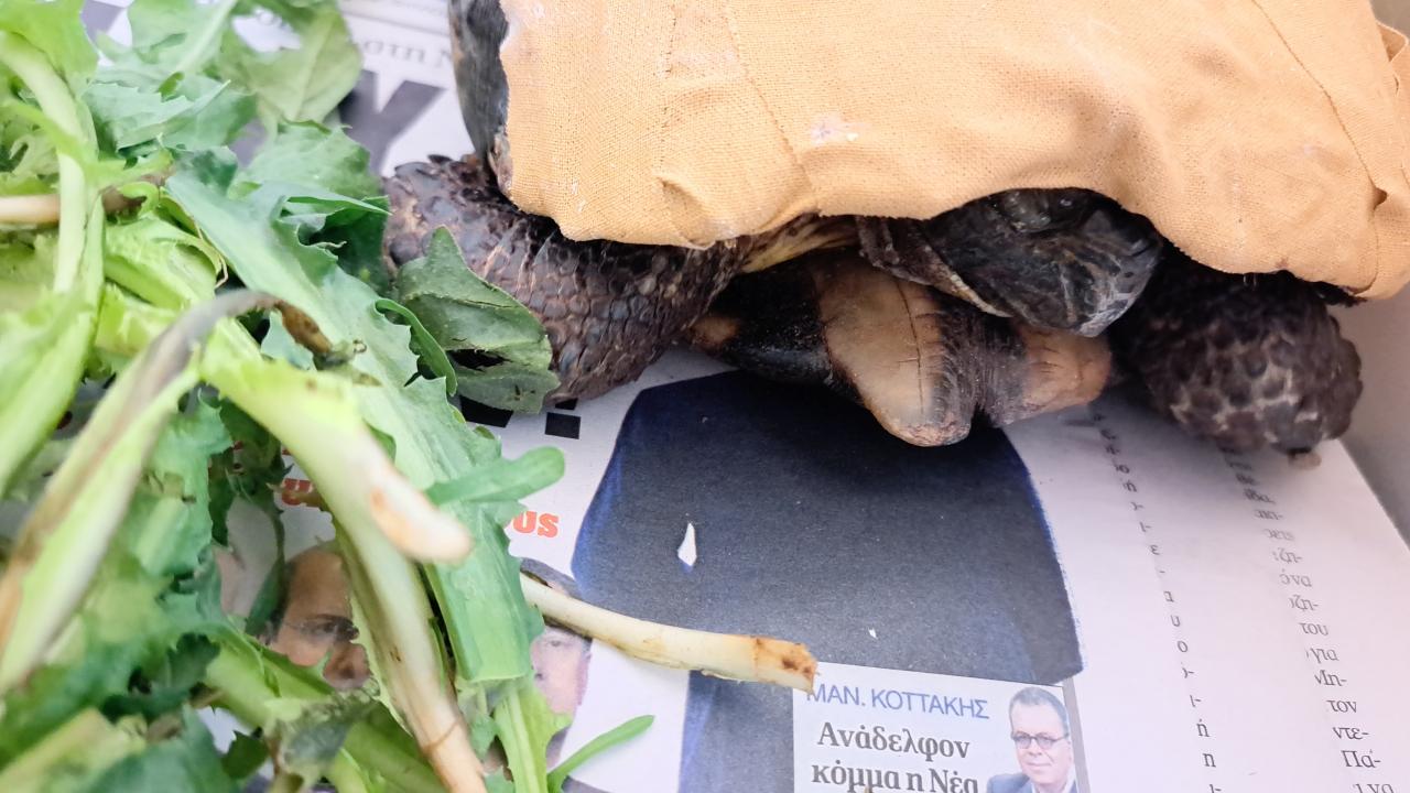 Ormanların yenilenmesi için zamana ihtiyaç var
