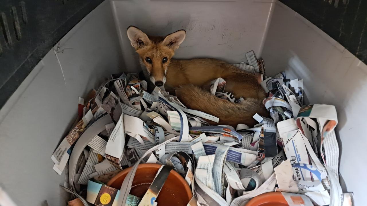 İki haftada yaklaşık bir milyon dönüm ormanlık alan kül oldu