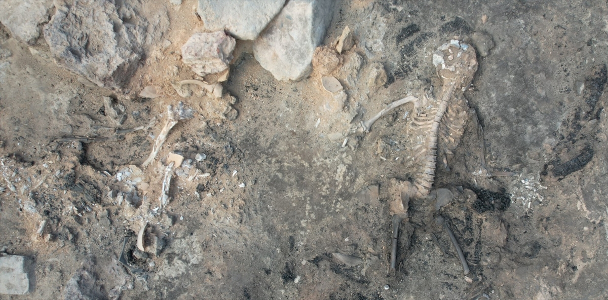 İskeletlerden biri genç, diğeri orta yaşlarda iki erkeğe ait