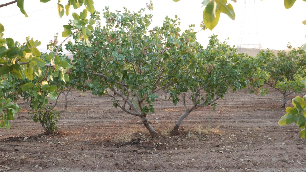 "Tedbir almazsak ağaçlarımız kuruyabilir"
