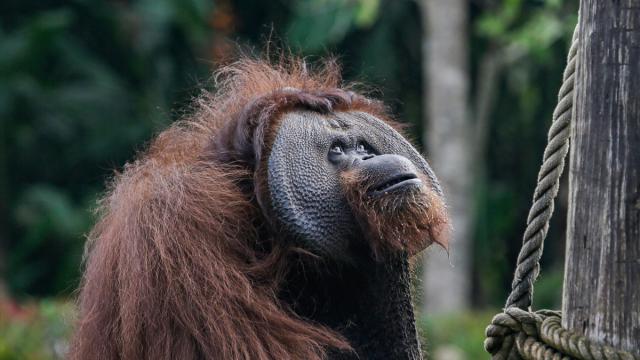 Endonezya'daki Şiddetli Yağışlar, Tapanuli Orangutanlarının Popülasyonunu Olumsuz Etkiledi