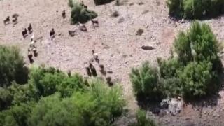 Denizli'de çoban dron sayesinde keçisini kurttan kurtardı