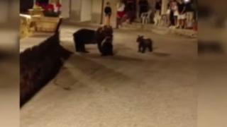 İtalya'da anne ayı ve yavruları caddeye indi