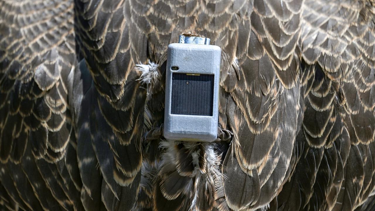 "Göç yolculuğu İsrail`deki takip merkezince izleniyor"