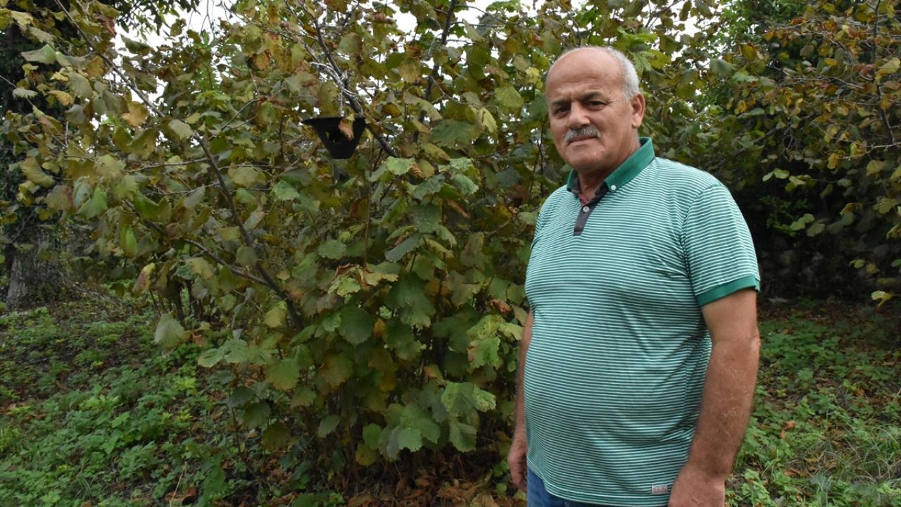 "Fındığı yedi, bitirdi"