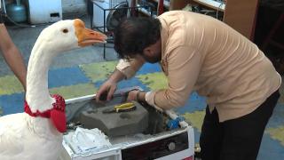 Kaz ile can dostluğu: 'Alvin' ismini verdiği kazı yanından ayırmıyor