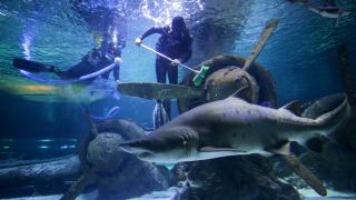 Köpek balıkları arasında sonbahar temizliği