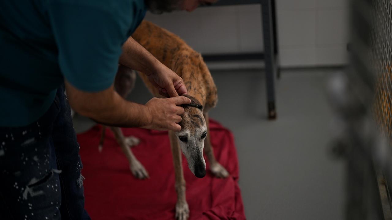 "Zorunlu tutulan terk edilmiş köpeklerin kısırlaştırılması"