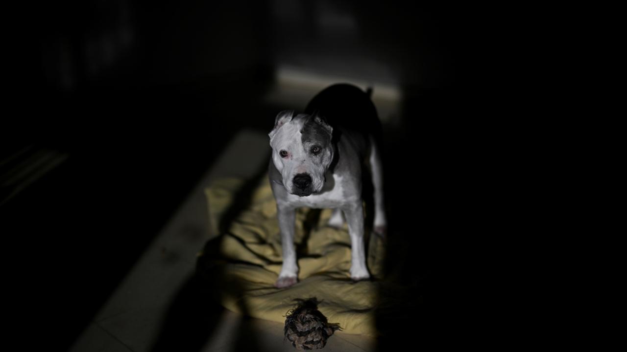 "Köpeklerin sosyalleştirilmesi, insanlarla birlikte eğitilmesi gerekir"