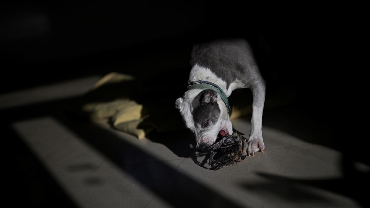 İspanya`da en büyük sorun sahipsiz kediler