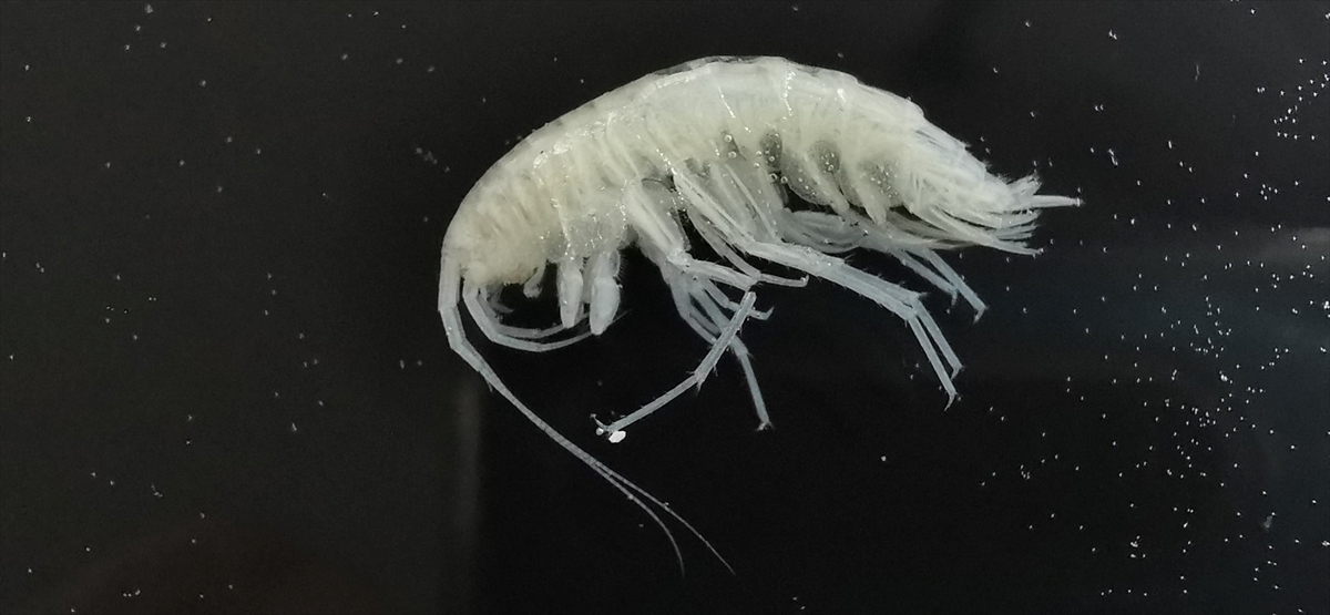 "Gözleri olmayınca farklı şeyler geliştiriyorlar"