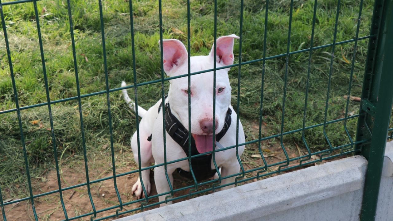 Sahipsiz hayvanlar geçici bakım merkezlerine yönlendiriliyor