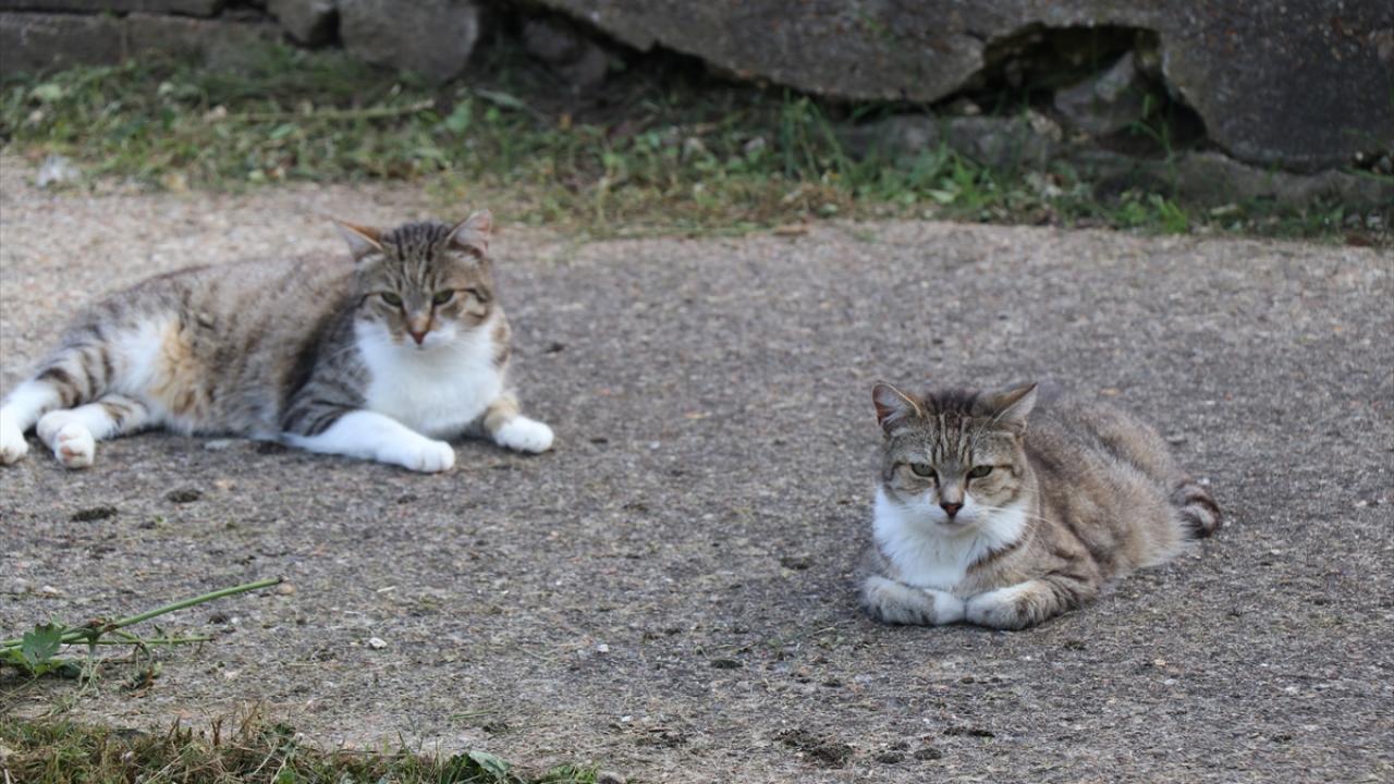 Kedi ve köpekler için kimlik numarası zorunluluğu
