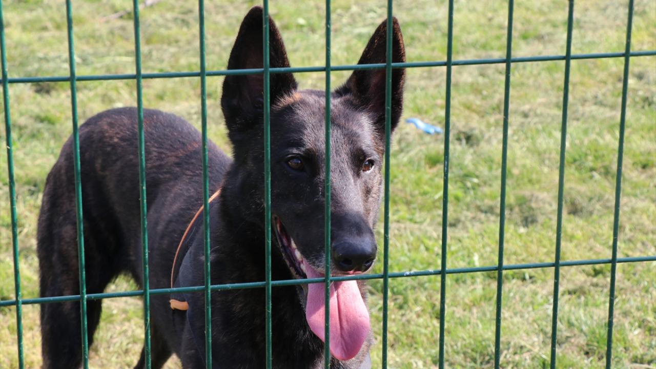 Türkiye`de sahipsiz köpek sürüleri için kısırlaştırma tavsiyesi