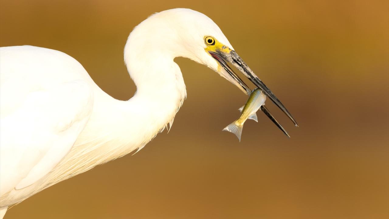 Küçük ak balıkçıl