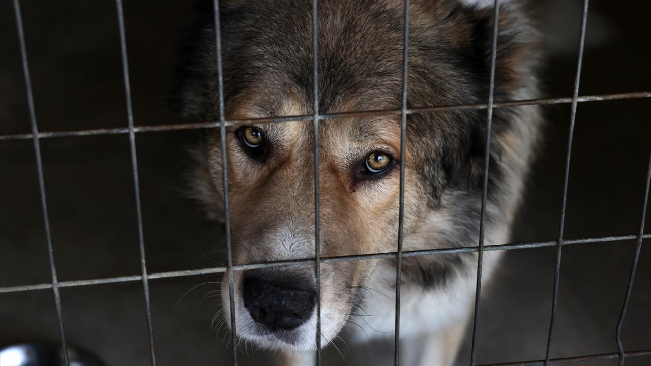 Belediyeler sokak hayvanlarının kısırlaştırılmasından sorumlu