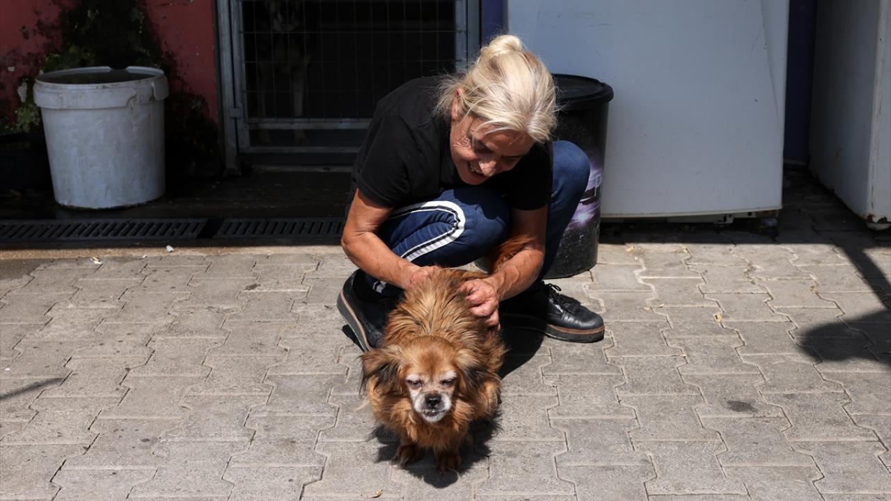 Sağlık işlemleri ve kısırlaştırmadan sonra hayvanlar sokağa bırakılıyor