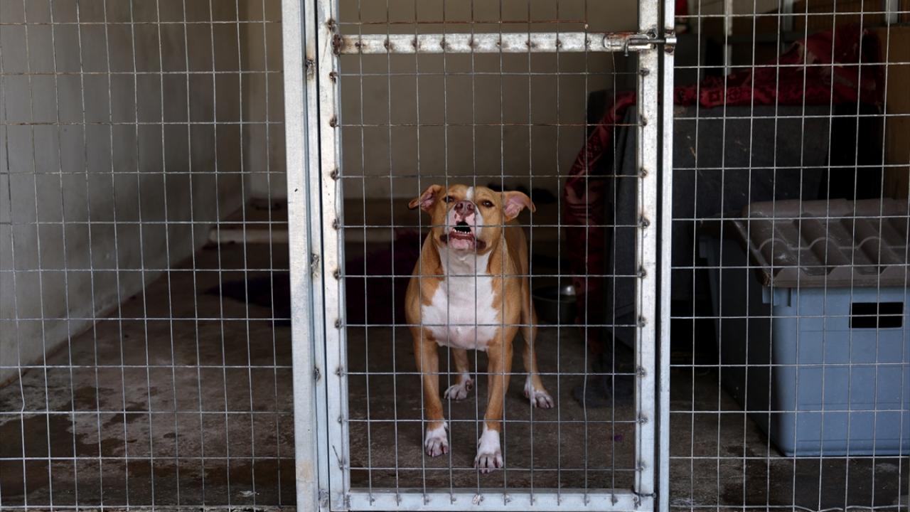 Tüm hayvanlar kayıt altına alınacak