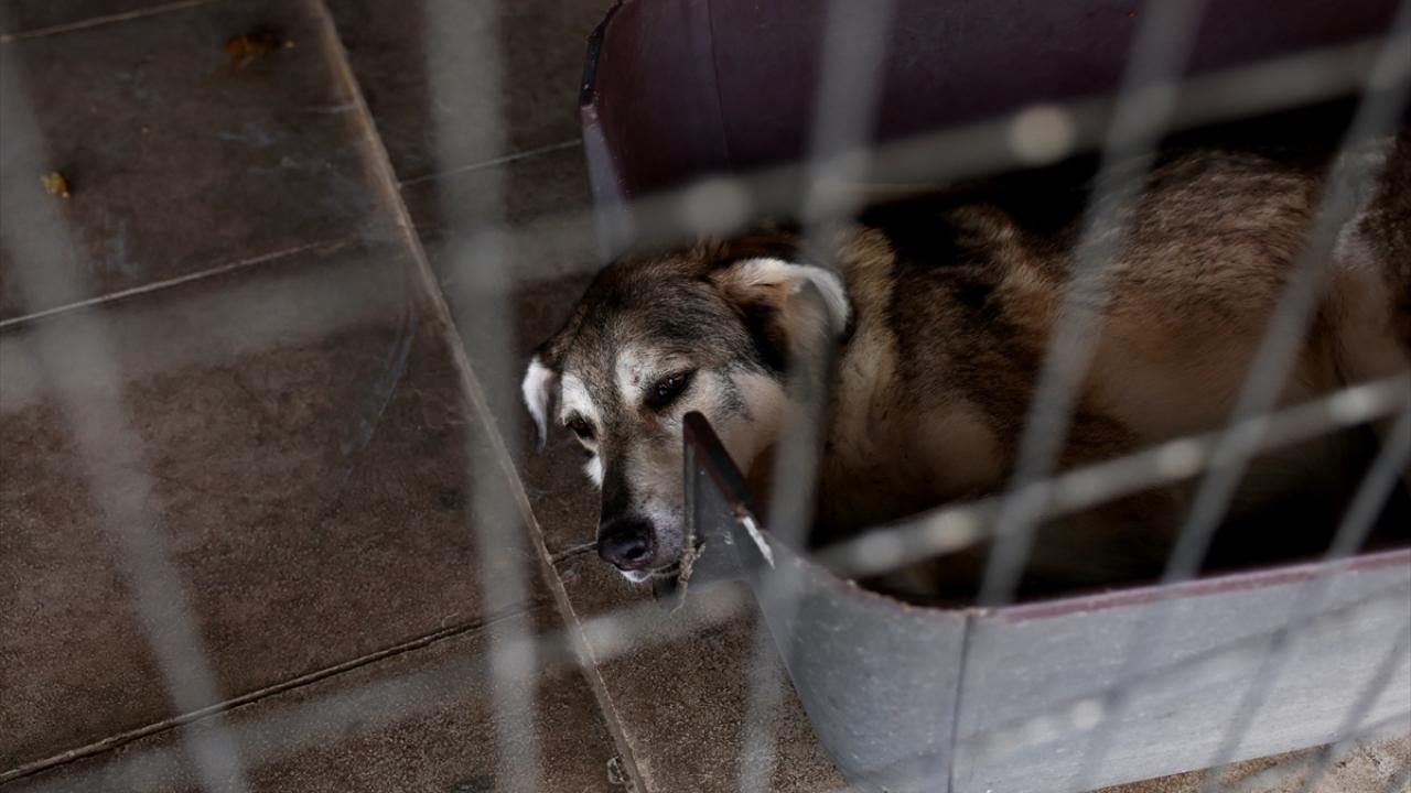 Tüm hayvanlar kısırlaştırılacak ve DNA kaydı alınacak