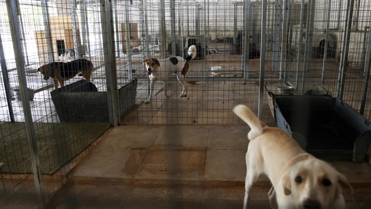 Ülkede sahipsiz hayvan sayısı özellikle taşrada çok fazla