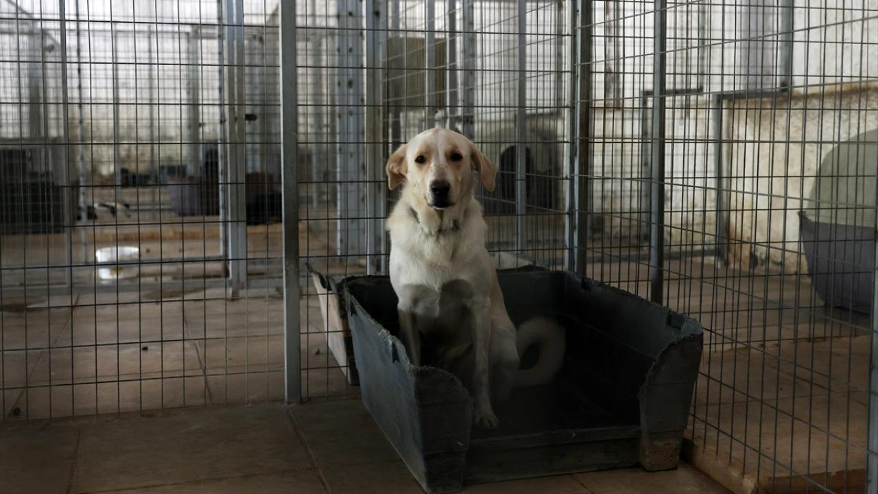 Ülkedeki sahipsiz hayvanlar sahiplendirilerek yurt dışına gönderiliyor
