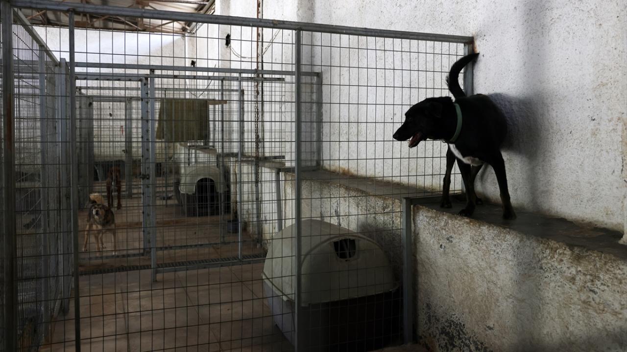 Hayvanseverler de hayvanların kısırlaştırılması gerektiğine inanıyor