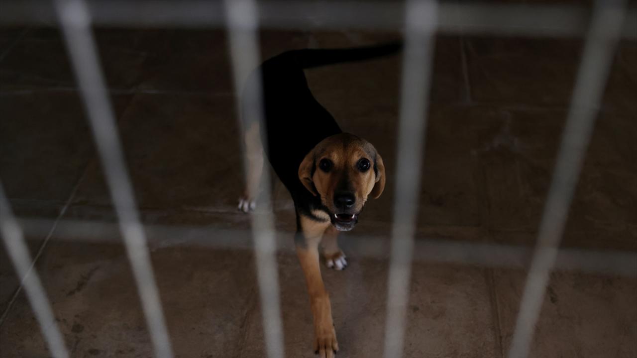 "Saldırgan köpek sürülerinin lideri uzaklaştırılmalı"