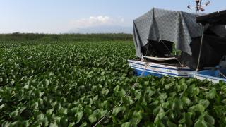 Su sümbülleri Asi Nehri'ni esir aldı