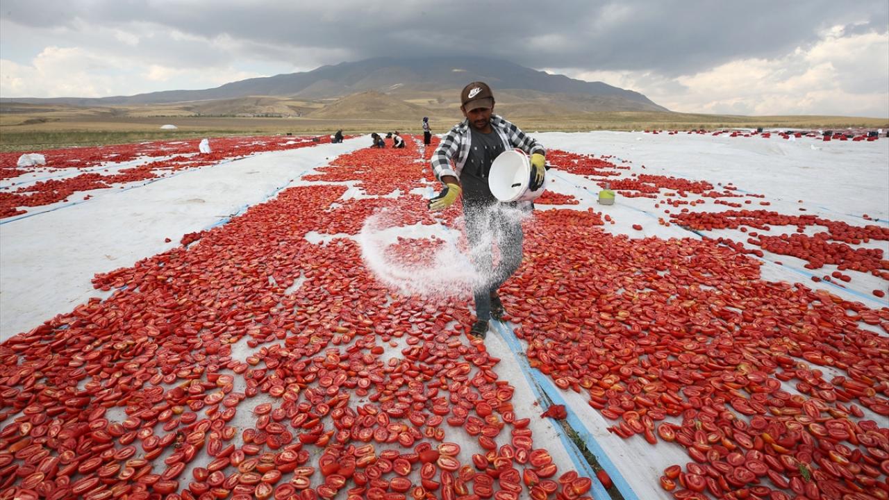 Süphan Dağı eteklerinde yetiştirilen domatesler kurutularak ihraç ediliyor