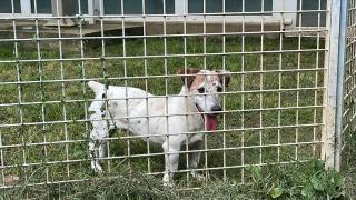 Fransa'da her yıl 100 bin sahipsiz hayvan sokaklardan toplanıyor