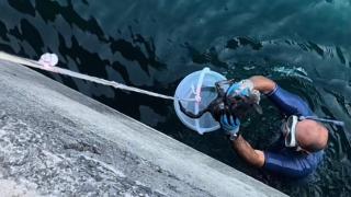 Denize düşen yavru kediyi vatandaşlar kurtardı