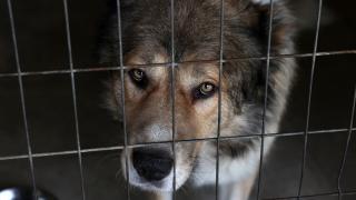 Yunanistan sahipsiz hayvan sayısının artmasının önüne kısırlaştırmayla geçiyor