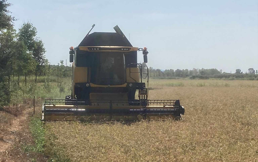 Dönüm başına 750-800 kilogram verim bekleniyor