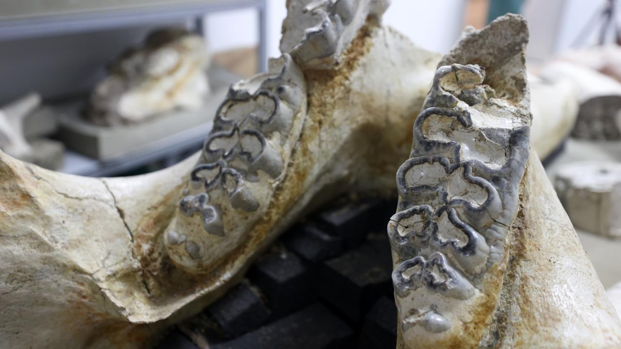 Kızılırmak Havzası memeli canlıların yoğun yaşam alanıydı