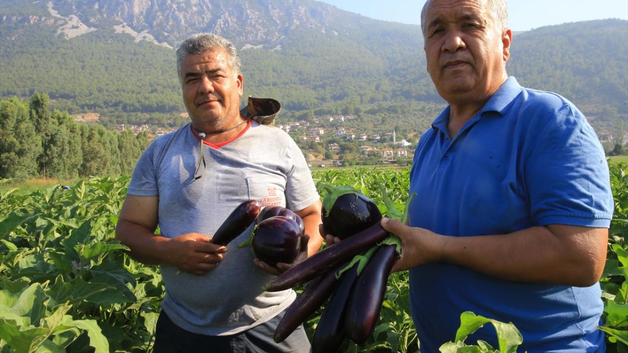 Üreticiler de verimden ve ekonomik getiriden memnun