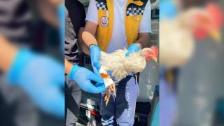 Tavuğu yaralanınca 112'den yardım istedi