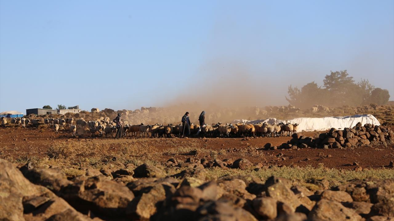 "Bu işi yapıyorsan hayvanların peşinden koşman lazım"