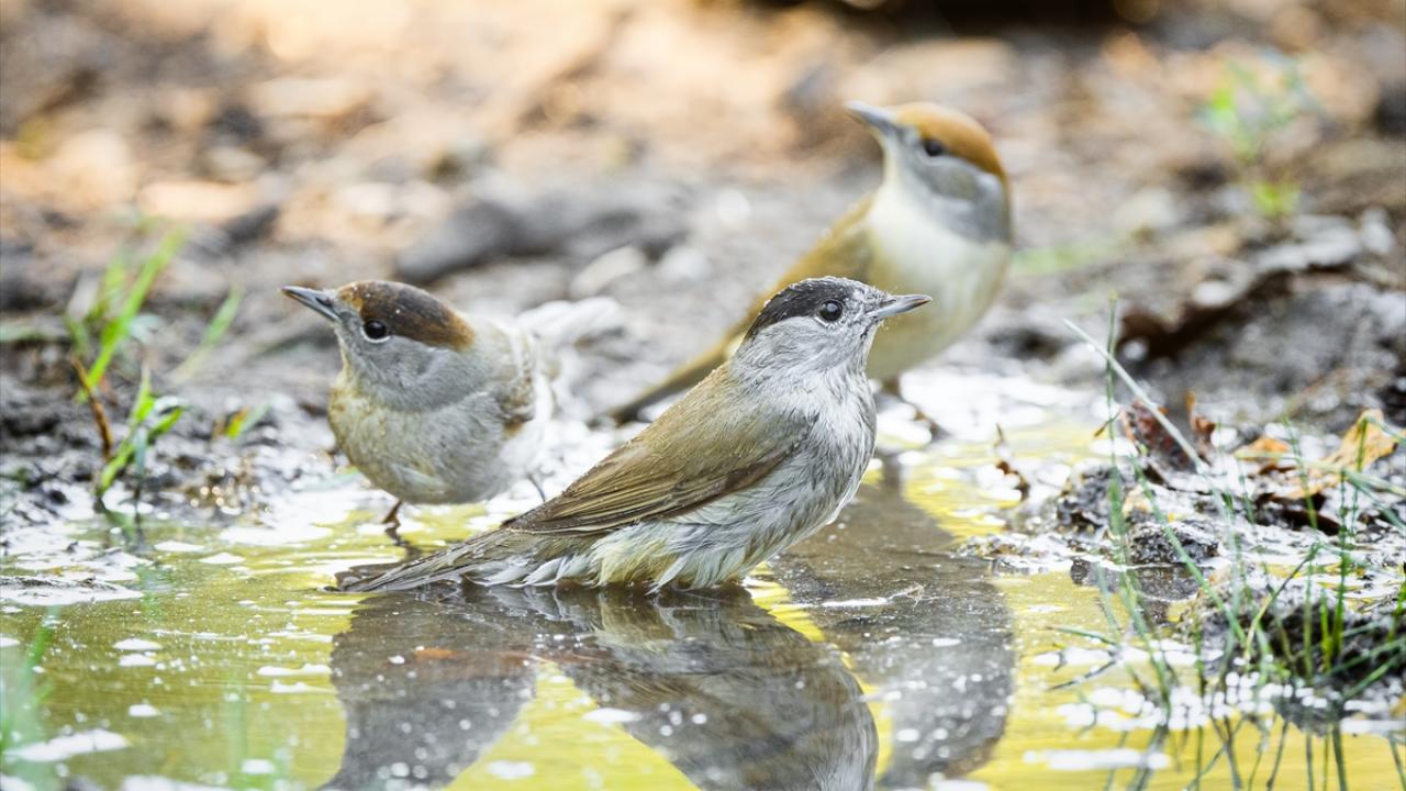 Karabaşlı Ötleğen