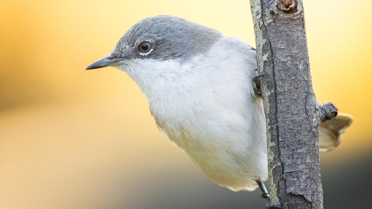 Küçük Ak Gerdanlı Ötleğen