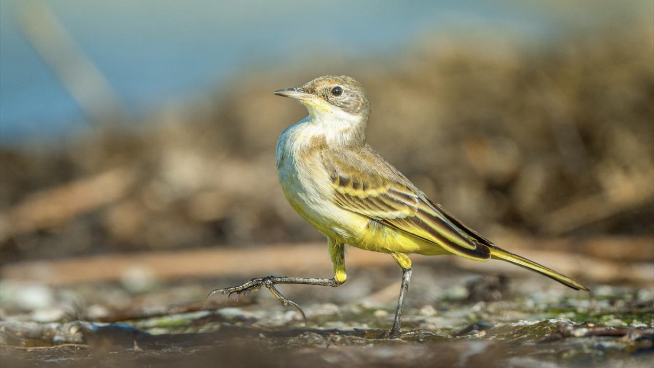 Sarı Kuyruksallayan