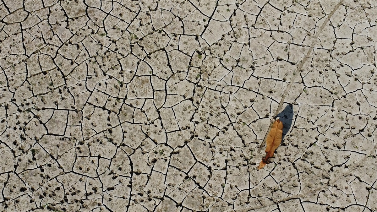 Yeşillenme olmazsa havadan tohumlamayla mera ıslah çalışması yapılacak