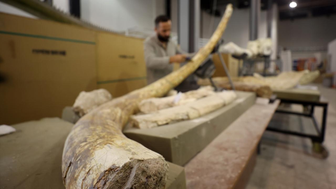 500-600 fosil çıkarıldı