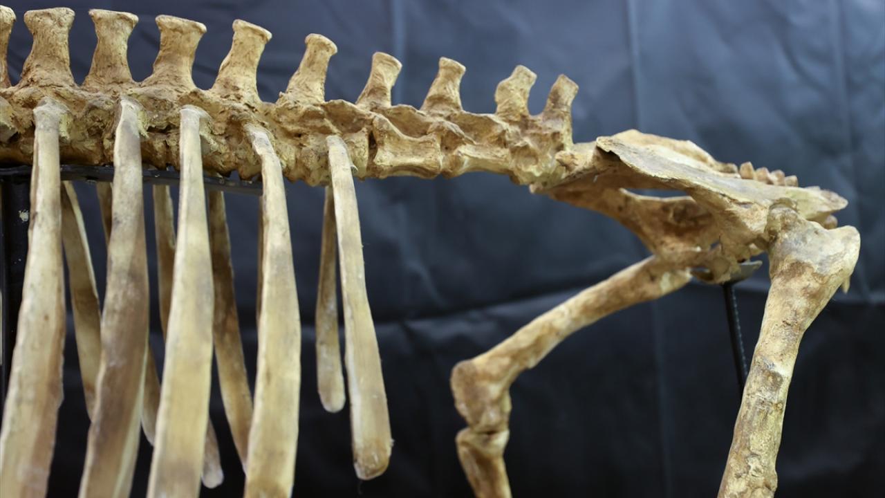 Günümüz fil ve zürafalarından farklılar