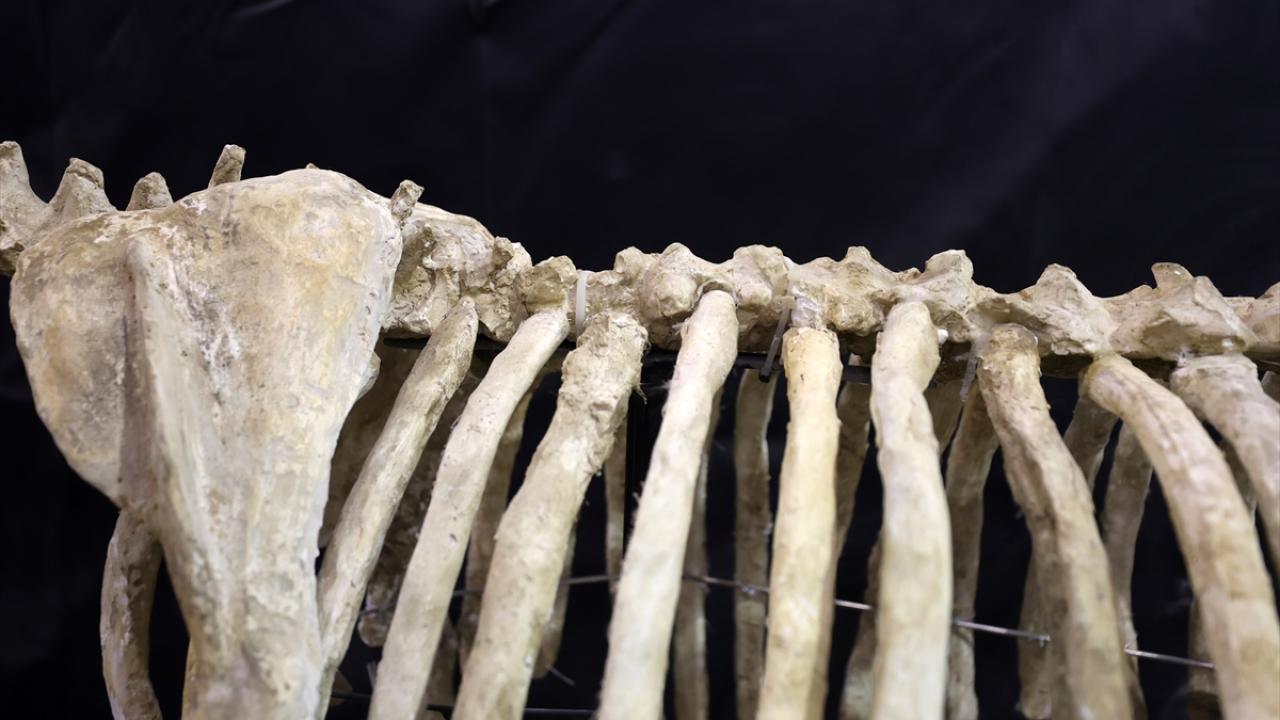 Uzunluğu 5 metre olan fil