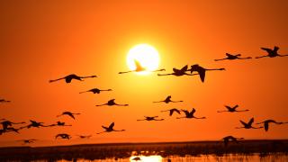 İklim değişikliği kuşları da olumsuz etkiliyor