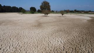Düzce'de 'mil kuraklığı' tarım alanı ve meraları etkiledi